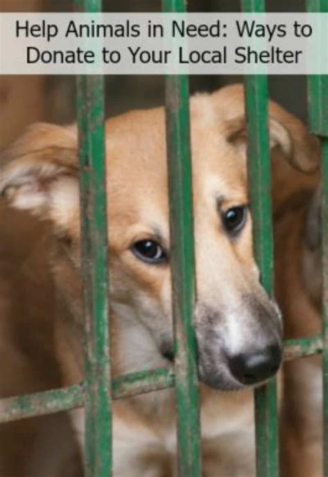 10 Ways To Help Animals In Need Through Fundraising.